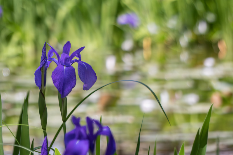 滋賀県　草津市　びわ湖文化公園ビオトープに咲くかきつばた